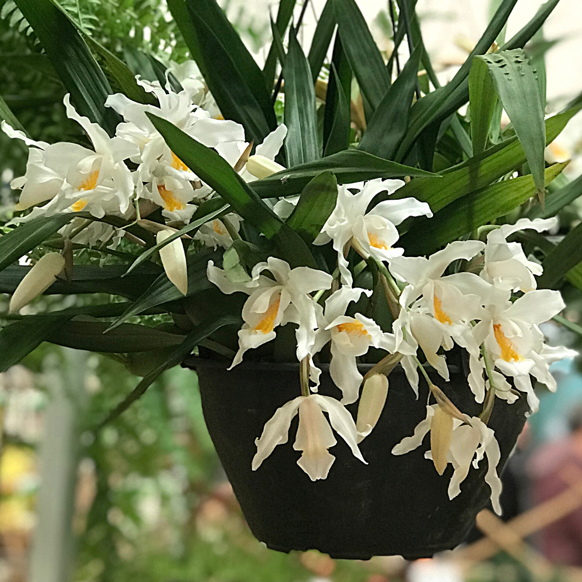 Coelogyne cristata flor4-1