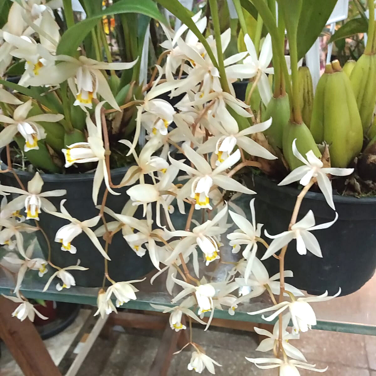 Coelogyne flacida