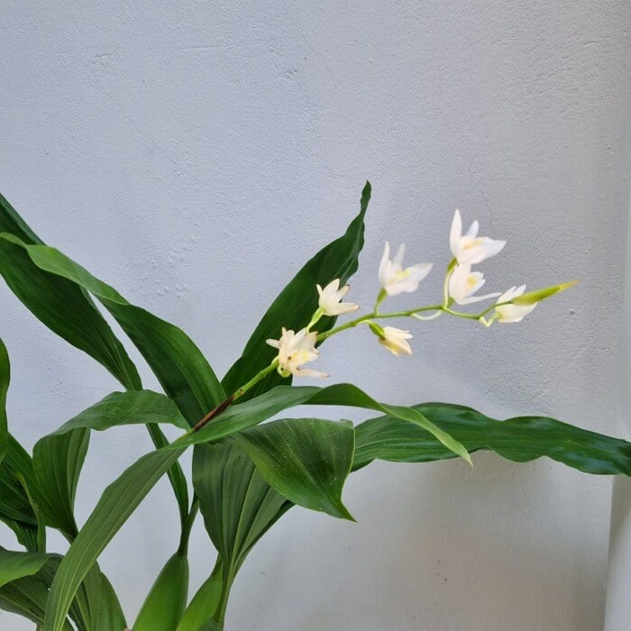 Coelogyne flexuosa2