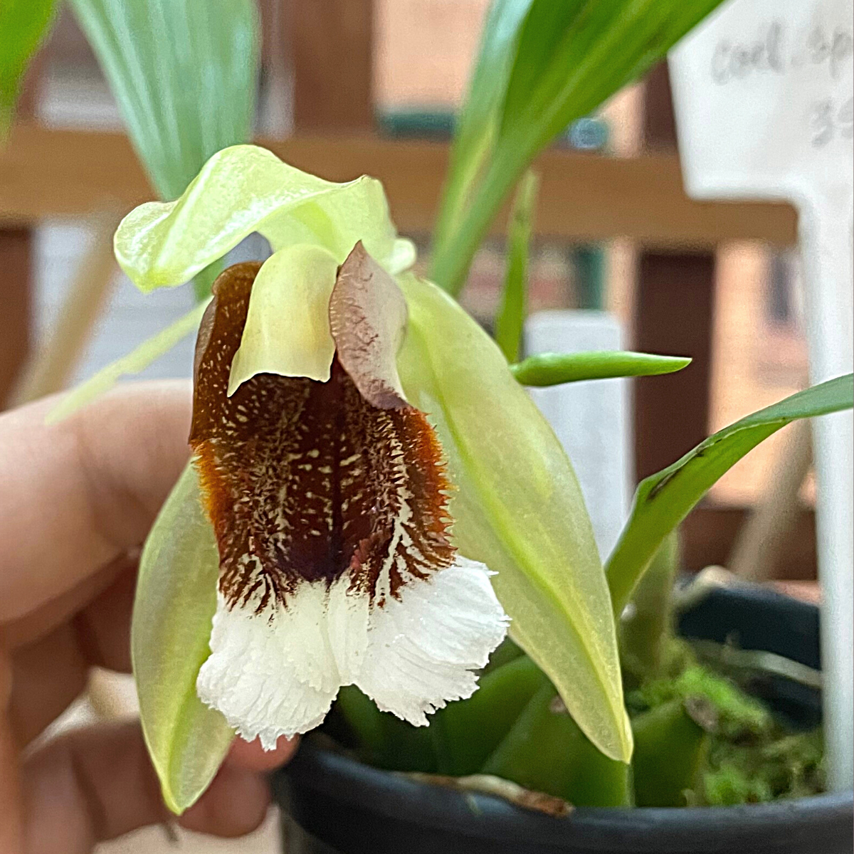 Coelogyne sp