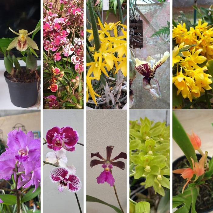 KIT INICIANTES: 10 MUDAS DIVERSAS DE ORQUÍDEAS PARA COLECIONAR image