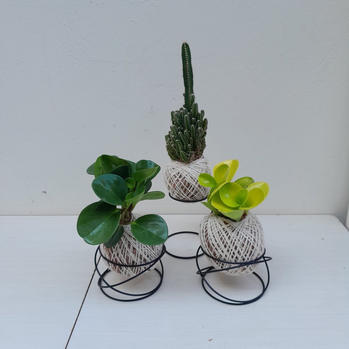 Kit 3 kokedamas peperomia + cacto com suporte