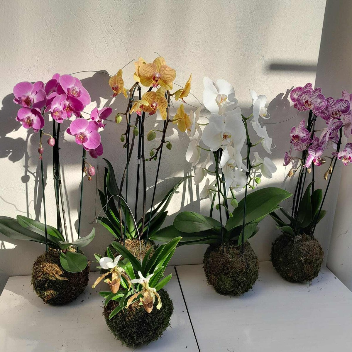 Kokedama Phalaenopsis varios