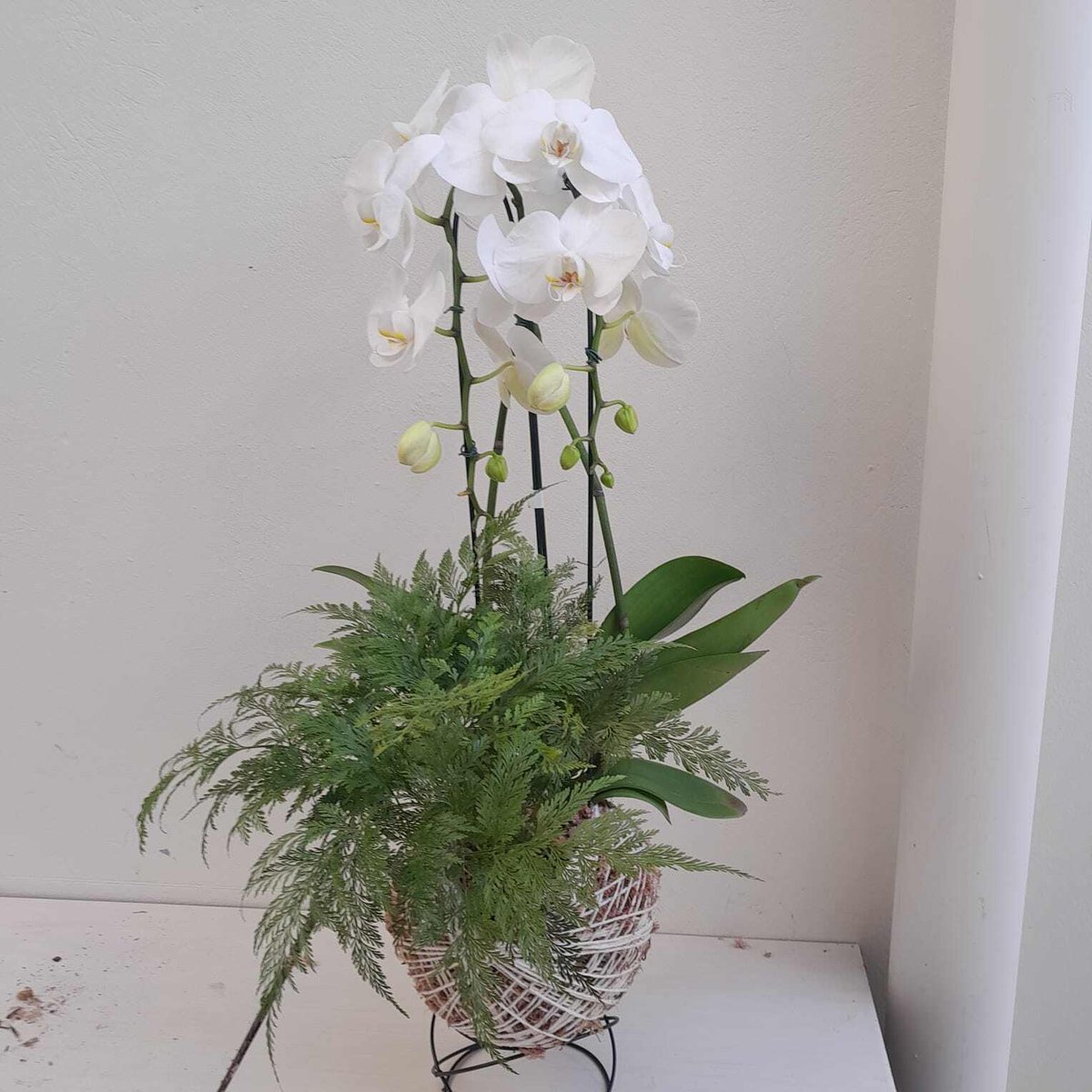 Kokedama duo phalaenopsis branca + renda