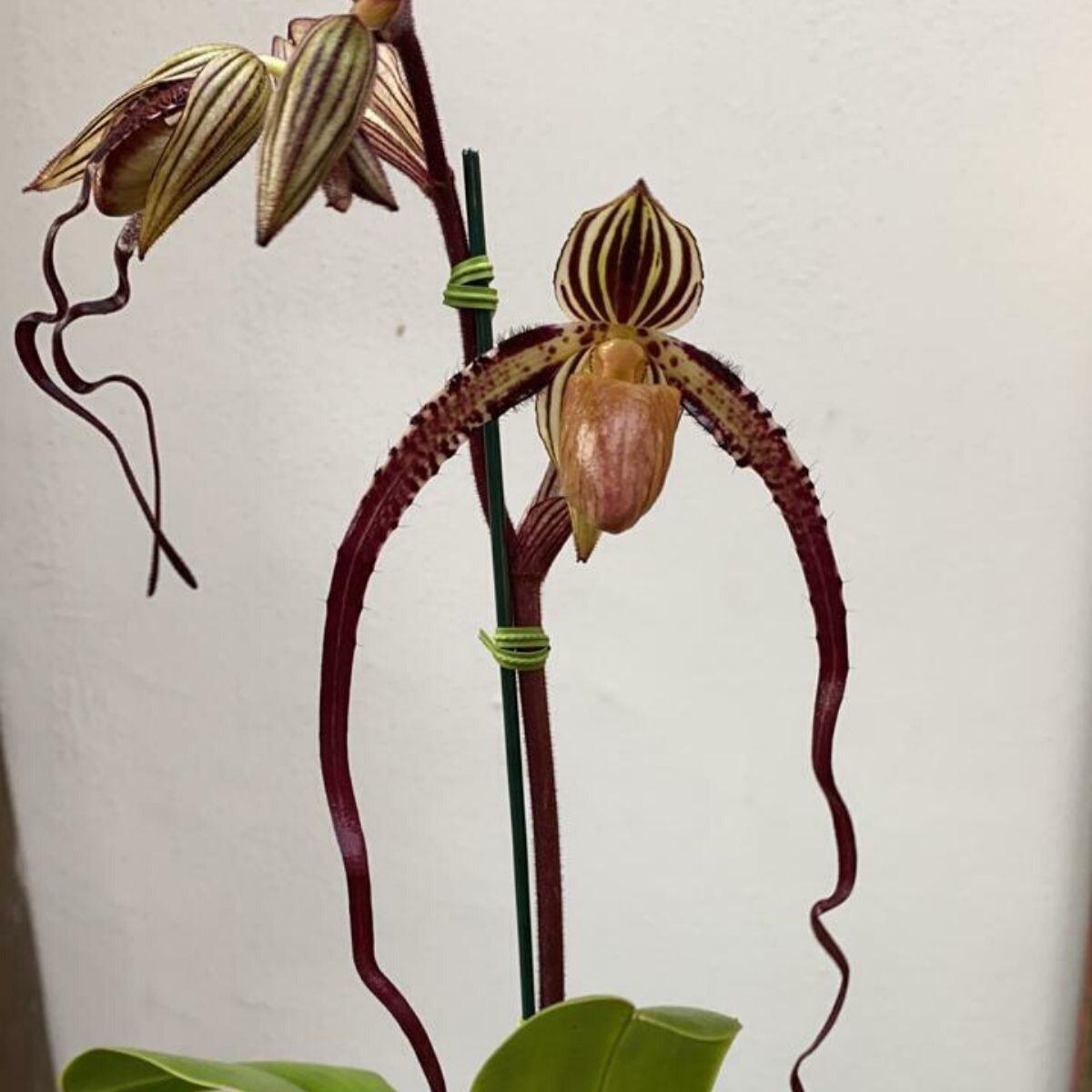 Paphiopedilum Sanderianum X Filipinense flor