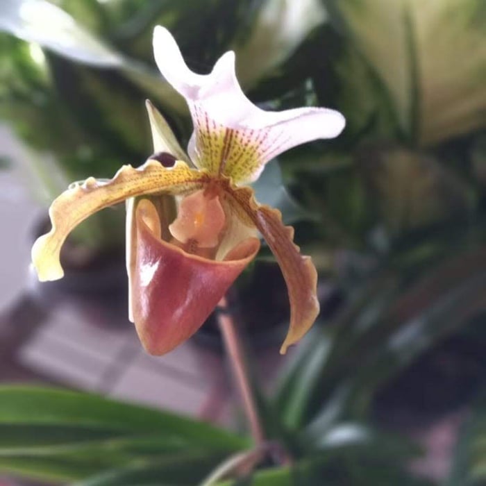 Paphiopedilum leeanum comum (Sapatinho) image