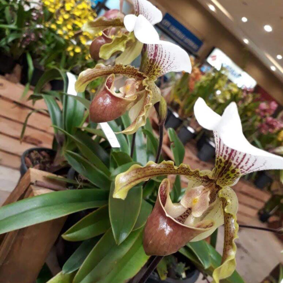 Paphiopedilum comum flor5