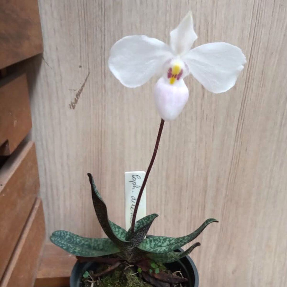 Paphiopedilum delenati alba flor