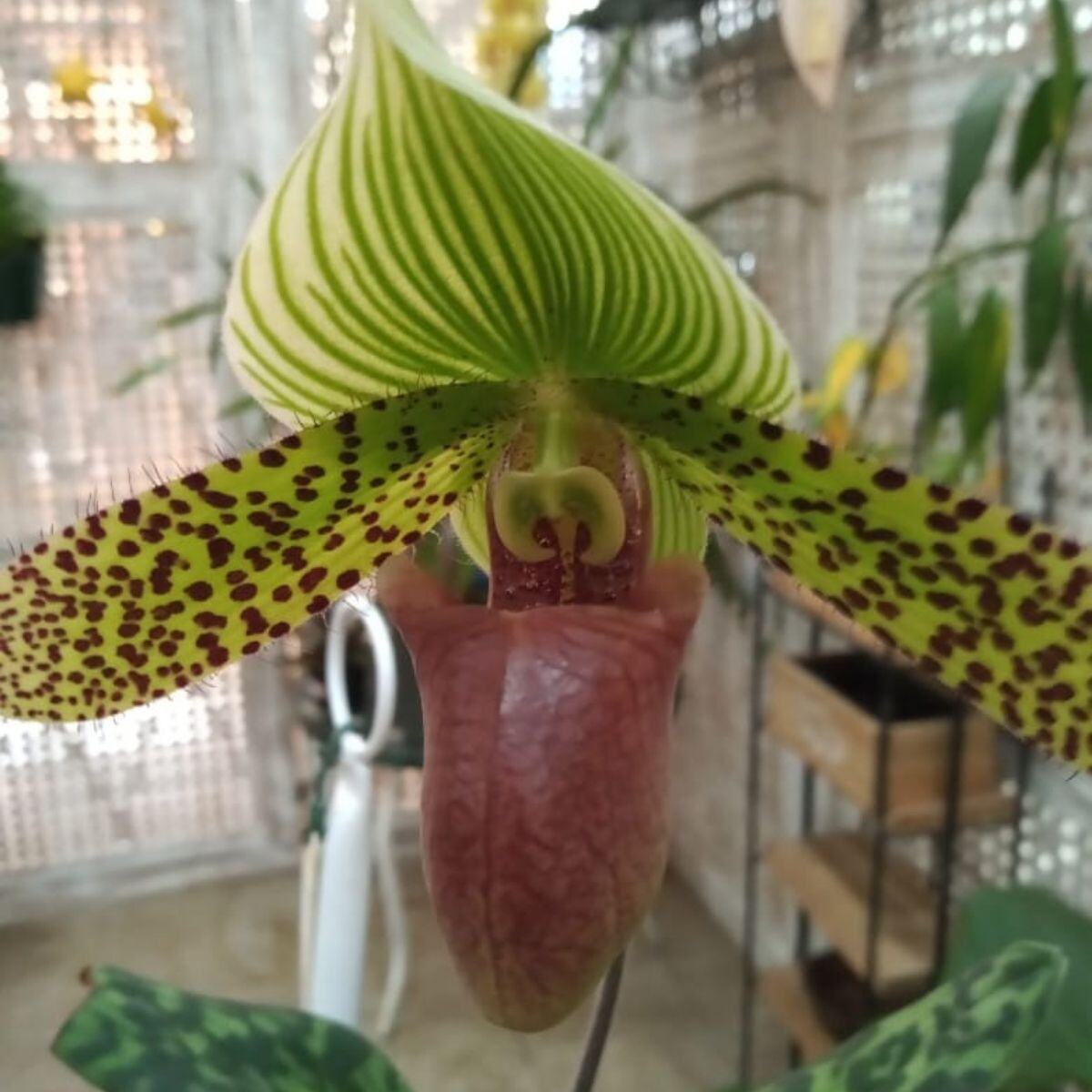 Paphiopedilum exotico verde