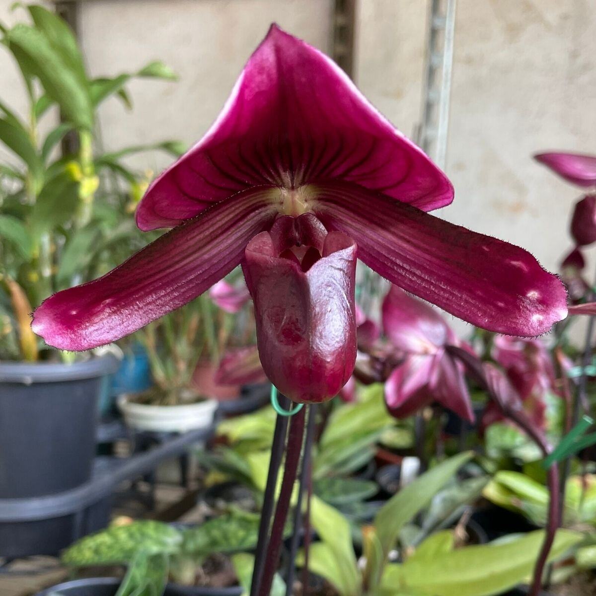 Paphiopedilum roxo flor5