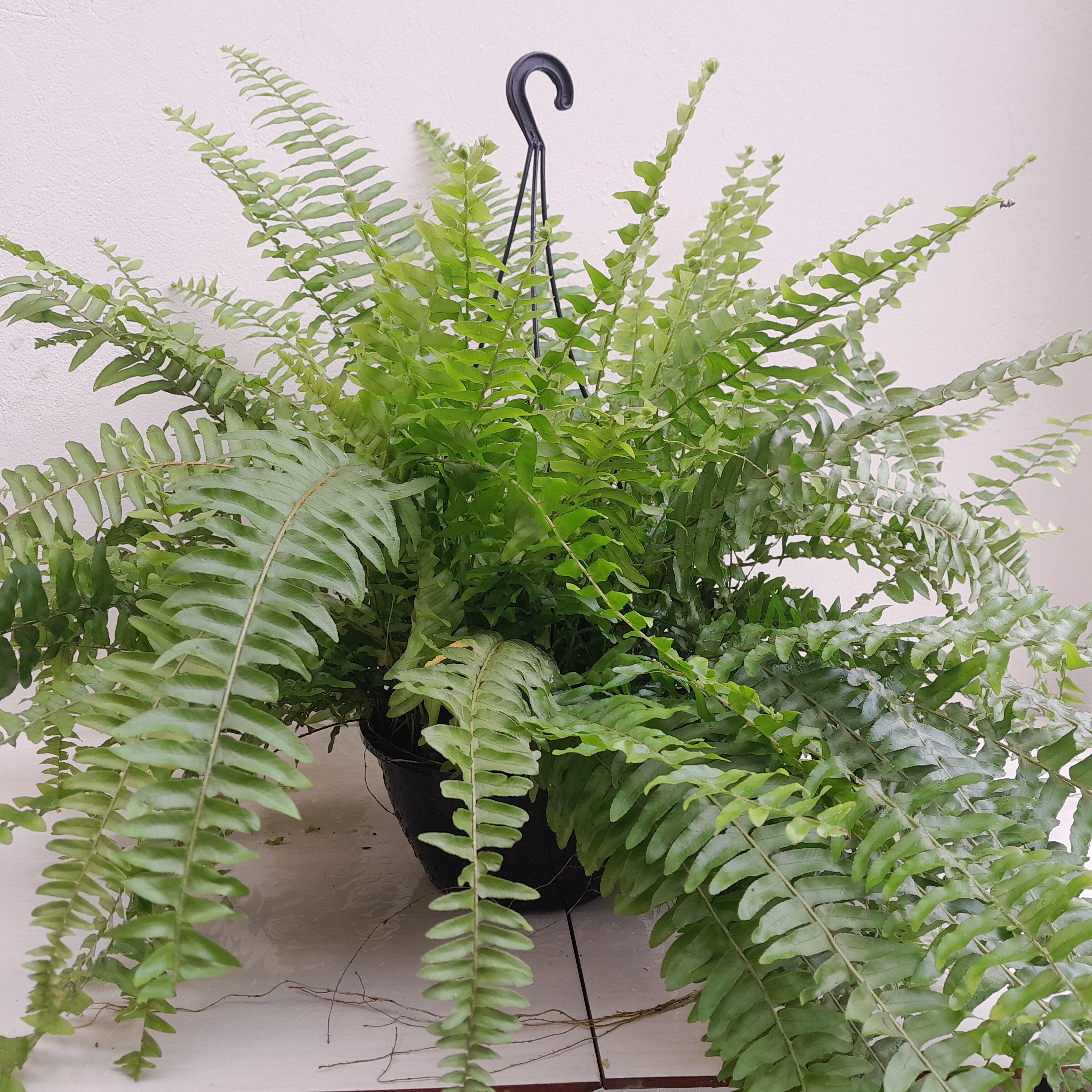 Samambaia Americana