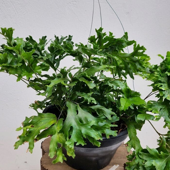 Samambaia Cristata