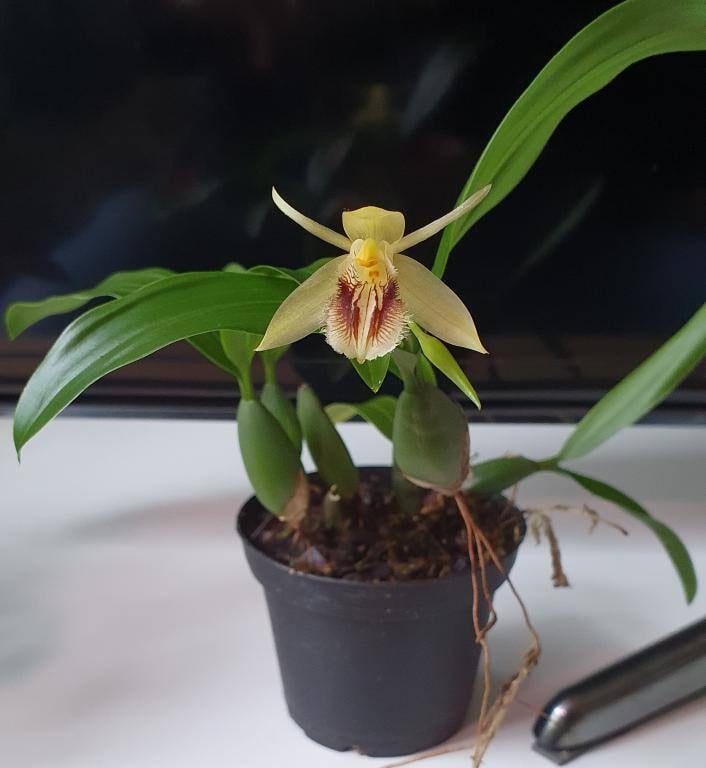 coelogyne ovalis flor