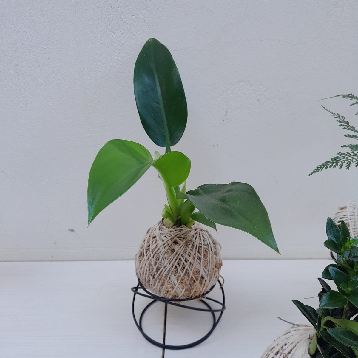 kokedama pacova com suporte